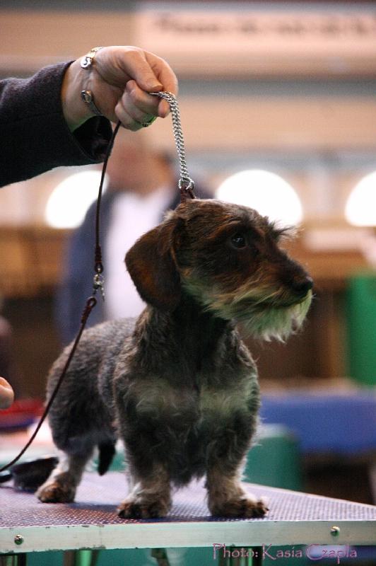 Crufts2011_2 1327.jpg